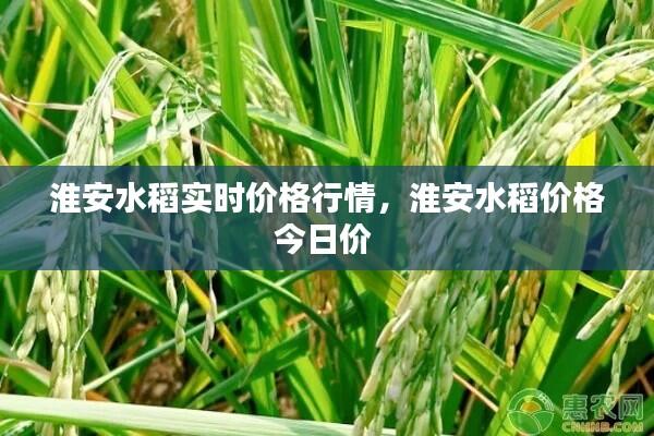 淮安水稻实时价格行情,淮安水稻价格今日价