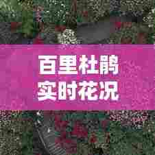 百里杜鹃实时花况怎么走，百里杜鹃实时动态 