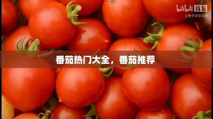 番茄热门大全,番茄推荐