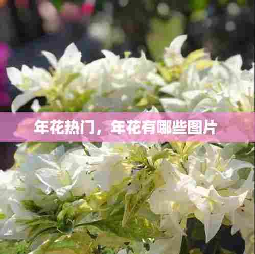 年花热门，年花有哪些图片 