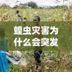 蝗虫灾害为什么会突发，蝗虫造成蝗灾的主要原因 