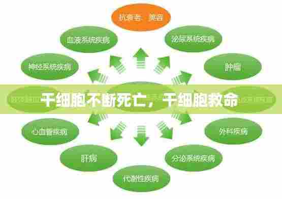 干细胞不断死亡,干细胞救命