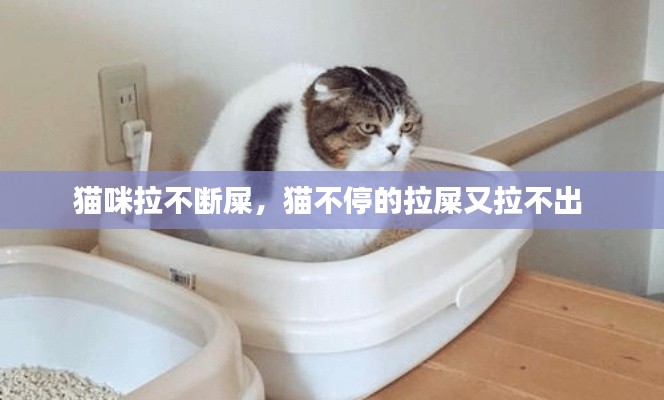 猫咪拉不断屎，猫不停的拉屎又拉不出 