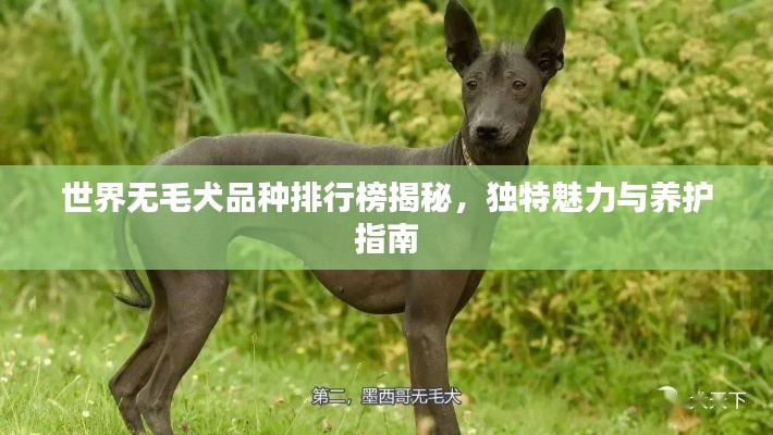 世界无毛犬品种排行榜揭秘,独特魅力与养护指南