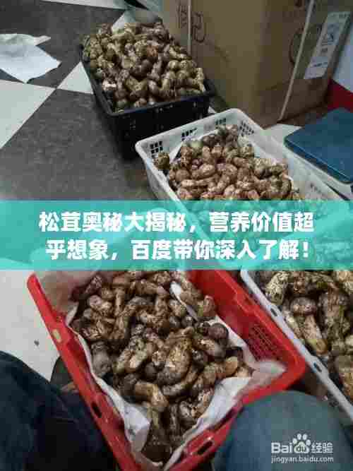 松茸奥秘大揭秘，营养价值超乎想象，百度带你深入了解！