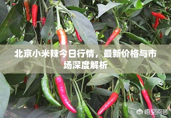北京小米辣今日行情,最新价格与市场深度解析