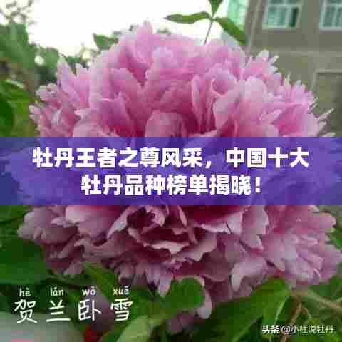 牡丹王者之尊风采，中国十大牡丹品种榜单揭晓！
