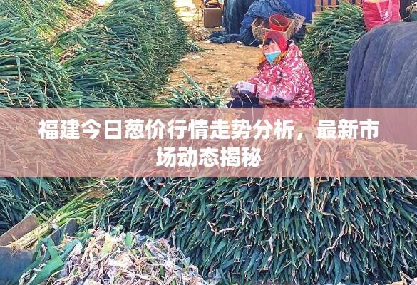 福建今日葱价行情走势分析，最新市场动态揭秘