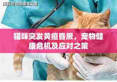 猫咪突发黄疸昏厥,宠物健康危机及应对之策
