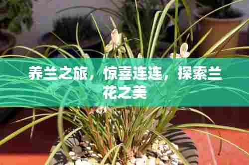 养兰之旅,惊喜连连,探索兰花之美
