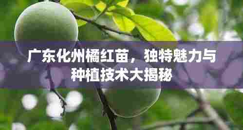 广东化州橘红苗,独特魅力与种植技术大揭秘