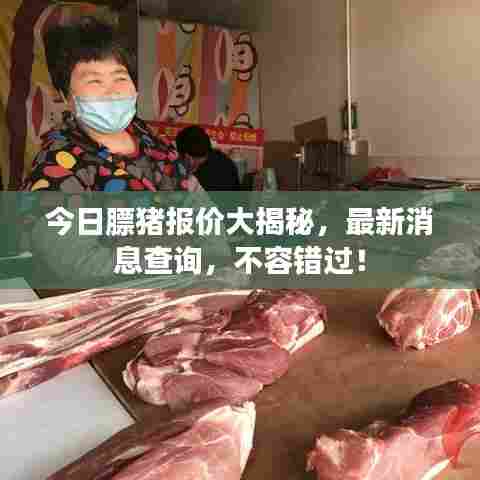 今日膘猪报价大揭秘,最新消息查询,不容错过!