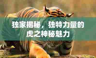 独家揭秘,独特力量的虎之神秘魅力