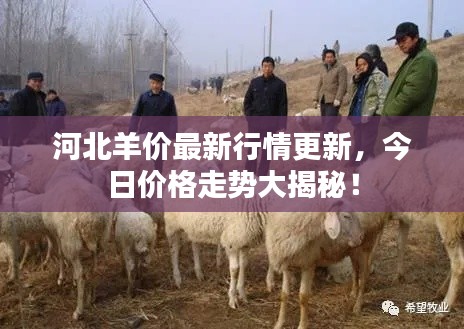 河北羊价最新行情更新,今日价格走势大揭秘!