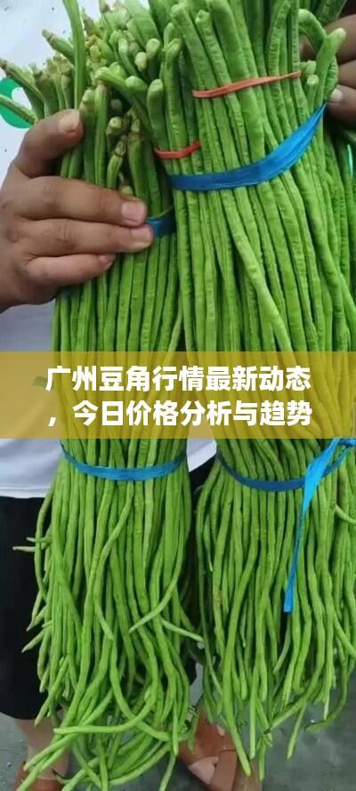 广州豆角行情最新动态，今日价格分析与趋势预测