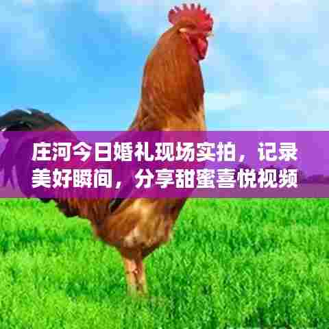 庄河今日婚礼现场实拍,记录美好瞬间,分享甜蜜喜悦视频