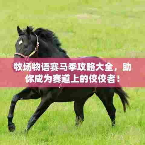 牧场物语赛马季攻略大全,助你成为赛道上的佼佼者!