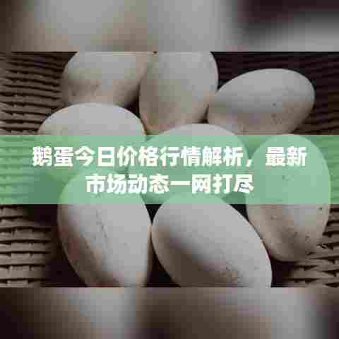 鹅蛋今日价格行情解析,最新市场动态一网打尽