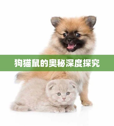 狗猫鼠的奥秘深度探究