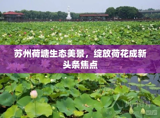 苏州荷塘生态美景,绽放荷花成新头条焦点