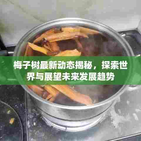 梅子树最新动态揭秘,探索世界与展望未来发展趋势