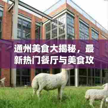 通州美食大揭秘,最新热门餐厅与美食攻略!
