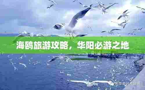 海鸥旅游攻略,华阳必游之地