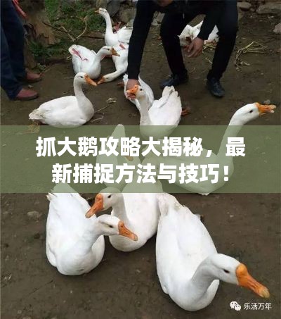 抓大鹅攻略大揭秘,最新捕捉方法与技巧!